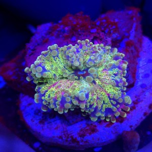Ricordea Yuma Rainbow WYSIWYG #A0069