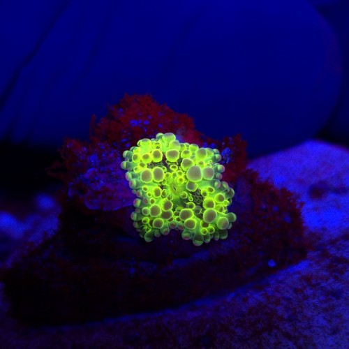 Ricordea Yuma Rainbow WYSIWYG #A0136