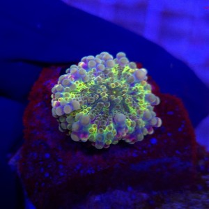 Ricordea Yuma Rainbow WYSIWYG #A0137
