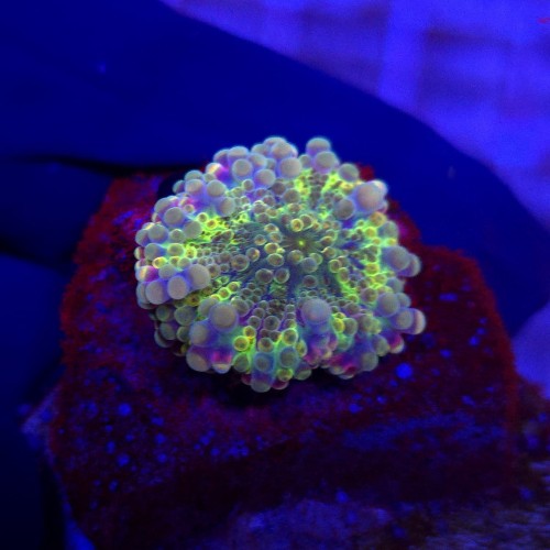 Ricordea Yuma Rainbow WYSIWYG #A0137