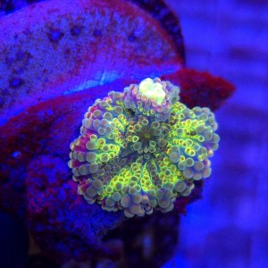 Ricordea Yuma Rainbow WYSIWYG #A0081