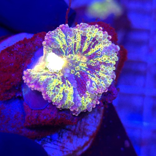 Ricordea Yuma Rainbow WYSIWYG #B0306