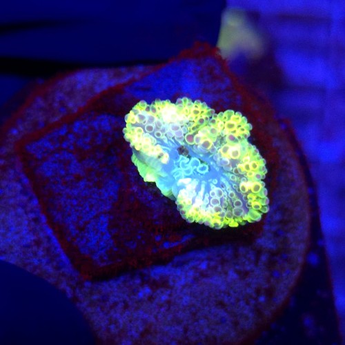 Ricordea Yuma Rainbow WYSIWYG #A0163
