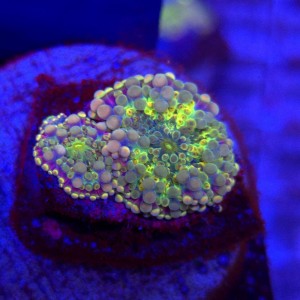 Ricordea Yuma Rainbow WYSIWYG #E0006