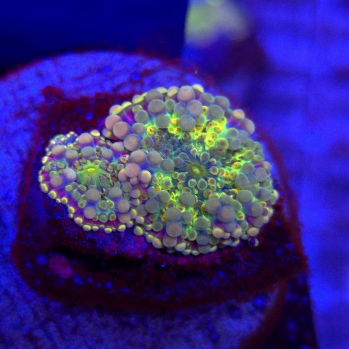 Ricordea Yuma Rainbow WYSIWYG #E0006