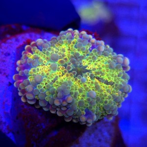 Ricordea Yuma Rainbow WYSIWYG #E0105