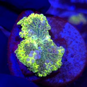 Ricordea Yuma Rainbow WYSIWYG #G0054