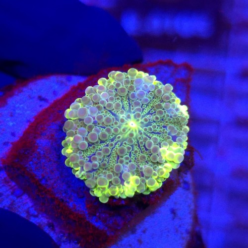 Ricordea Yuma Rainbow WYSIWYG #A0153