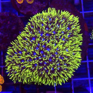Briareum Gold Blue Mouth - frag 