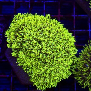 Briareum Ultra Fluo - frag  