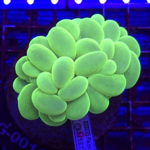 Plerogyra Fluo Green WYSIWYG #G0011