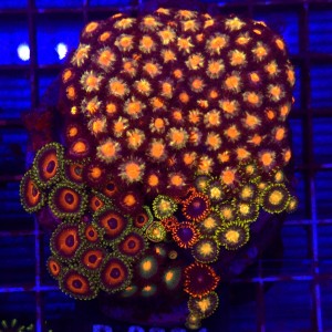 ZOA Garden Mix WYSIWYG #B0384