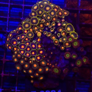 ZOA Garden Mix WYSIWYG #E0224
