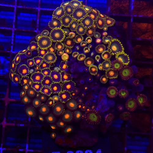 ZOA Garden Mix WYSIWYG #E0224
