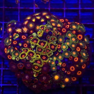 ZOA Garden Mix WYSIWYG #A0036