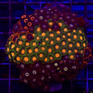 ZOA Garden Mix WYSIWYG #G0016
