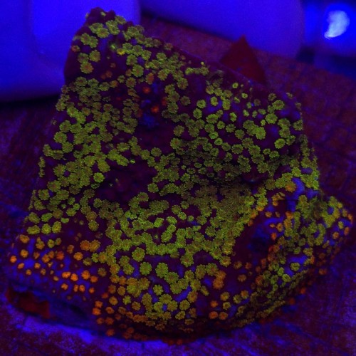 Montipora danae RAINBOW - frag 