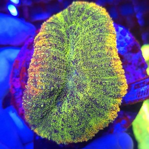 Lobophyllia Rainbow Mix WYSIWYG  