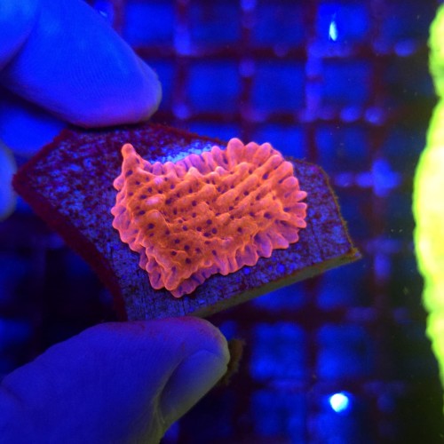 Montipora danae ULTRA - frag 