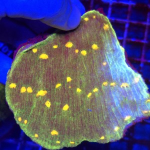 Echinophyllia Chalice Space Invader frag XL