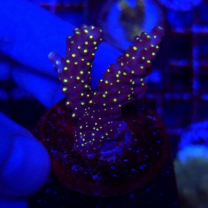 Acropora Tricolor frag WYSIWYG #A0166