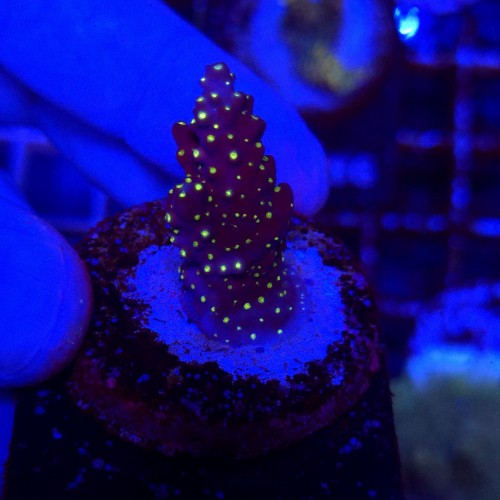 Acropora Tricolor frag WYSIWYG #A0014