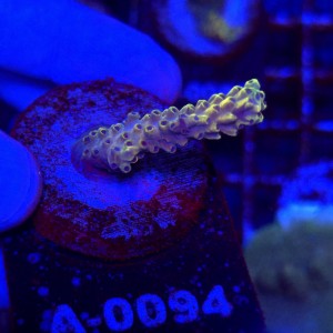 Acropora frag WYSIWYG #A0094