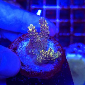 Acropora frag WYSIWYG #A0086