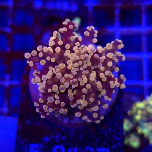 Euphyllia Paradivisa Orange 1 głowa