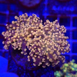 Euphyllia Paradivisa Orange (2 głowy) 