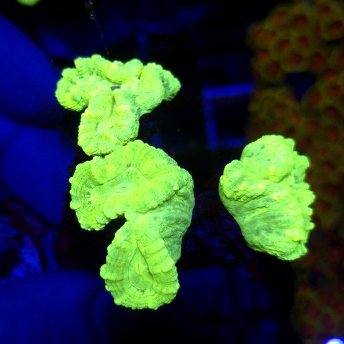 Caluastrea Green Fluo (4 główki) 