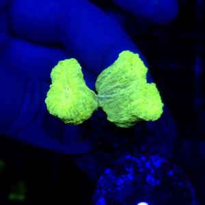 Caluastrea Green Fluo (2 główki)  