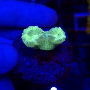 Caluastrea Fluo Mint (2 główki)   
