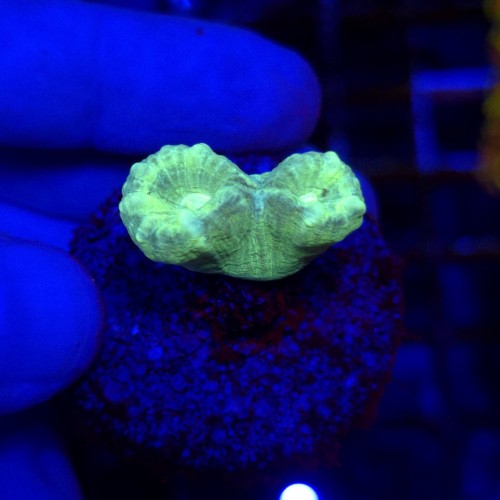 Caluastrea Fluo Mint (2 główki)   