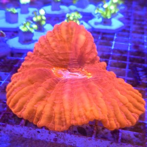 Cynarina Red WYSIWYG #1