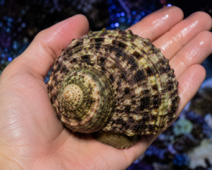 Turbo brunneus XXL – olbrzymi ślimak glonożerny z Bali