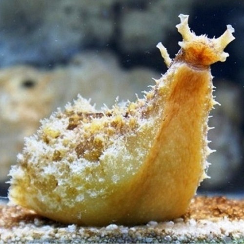 Dolabella auricularia – zając morski | bezkręgowiec morski