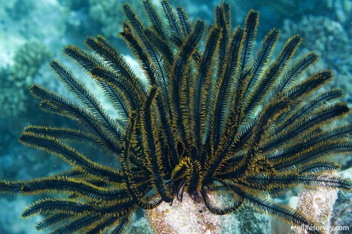 Oxycomanthus bennetti – lilia morska liliowiec morski | bezkręgowiec morski