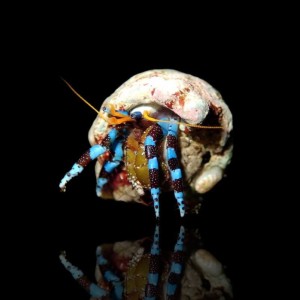 Calcinus elegans - krab pustelnik