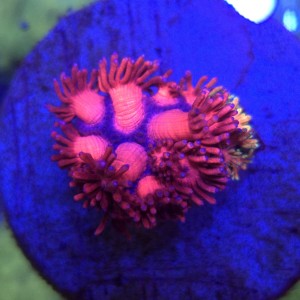 Goniopora Cherry Nebula – frag