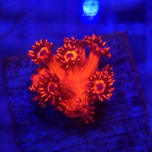 Goniopora Red Inferno Eye - frag 