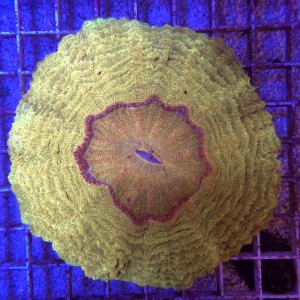 Acanthophyllia Rainbow Ultra Yellow WYSIWYG  