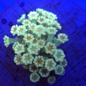Alveopora Lime Inferno - frag