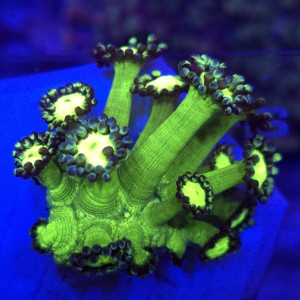 Goniopora Toxic Halo - frag 