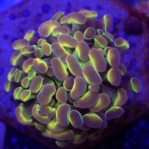 Euphyllia Paraancora Hologram Ultra WYSIWYG #B0362