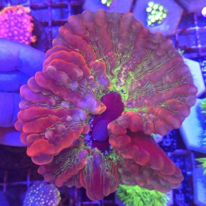 Rainbow Indophyllia WYSIWYG 