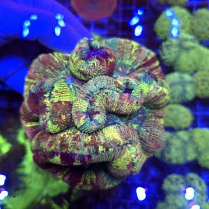 Trachyphyllia Master Grade Rainbow WYSIWYG 