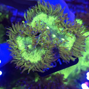 Catalaphyllia Jardinei Fluo Green WYSIWYG #A0141