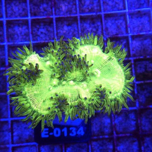 Catalaphyllia Jardinei Fluo Green WYSIWYG #E0134