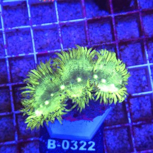 Catalaphyllia Jardinei Fluo Green WYSIWYG #B0322